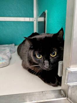 Checkers / Binx -  Domestic Short Hair Cat Available for Adoption in Kodiak, Alaska - Checkers / Binx | PetCurious