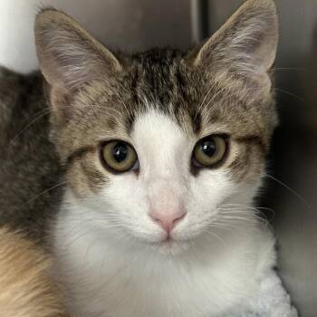 Prometheus -  Domestic Short Hair Cat for Adoption in Cumming, Georgia - Prometheus | PetCurious