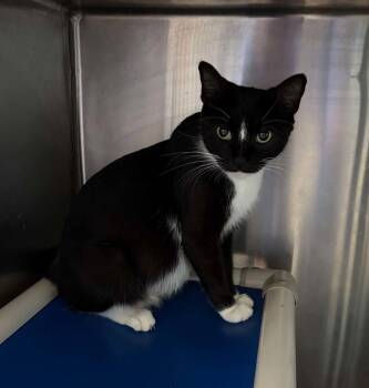 Canon - At shelter -  Domestic Short Hair Cat for Adoption in Rustburg, Virginia - Canon - At Shelter | PetCurious