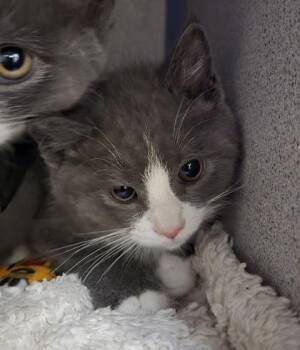 Domestic Short Hair Cats Available for Adoption - Spritz - I Am At Petsmart Northborough | PetCurious