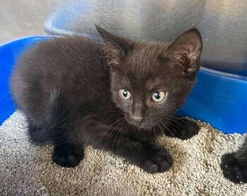 Domestic Short Hair Cats Available for Adoption in Maryville, Missouri - Toothless | PetCurious