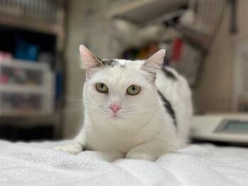 Rescue Domestic Short Hair Cats for Adoption in Raleigh, North Carolina - LENA | PetCurious