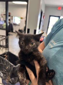 Rescue Domestic Short Hair Cats for Adoption in Republic, Missouri - 2025-0492 | PetCurious