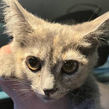 Domestic Short Hair Cats Available for Adoption in Santa Ana, California - Dory | PetCurious