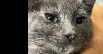 Honeysuckle -  Domestic Long Hair Cat for Adoption in Dayton, Minnesota - Honeysuckle | PetCurious