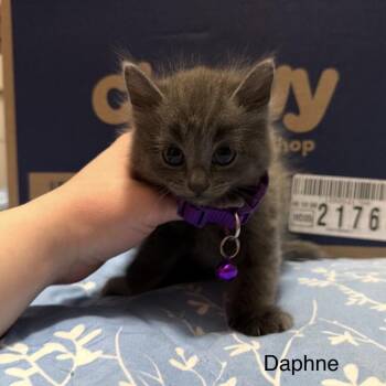 Daphne -  Domestic Medium Hair Cat Available for Adoption in Danbury, Connecticut - Daphne | PetCurious