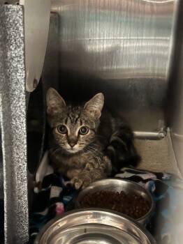 Rescue Domestic Short Hair Cats for Adoption in Rancho Cucamonga, California - HAVEN | PetCurious