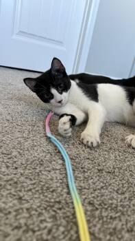 Rescue Domestic Short Hair Cats for Adoption in Colorado Springs, Colorado - Link (bonded To Sylvester) | PetCurious