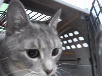 KUMA -  Domestic Short Hair Cat for Adoption in Omaha, Nebraska - KUMA | PetCurious