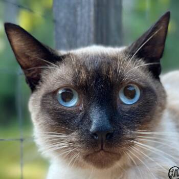 Marcus -  Siamese Cat for Adoption in Victor, New York - Marcus | PetCurious
