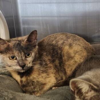 Rescue Domestic Short Hair Cats for Adoption in Evensville, Tennessee - Lexi | PetCurious