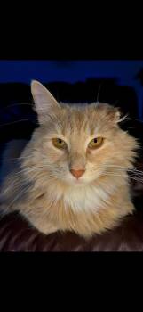 Fluffy -  Tabby Cat for Adoption in Egg Harbor City, New Jersey - Fluffy | PetCurious
