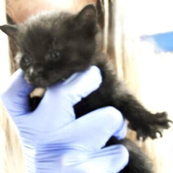 Priscilla -  Domestic Short Hair Cat for Adoption in Ojai, California - Priscilla | PetCurious
