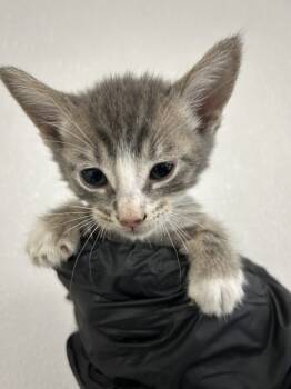 Rescue Domestic Short Hair Cats for Adoption in San Bernardino, California - KAROL | PetCurious