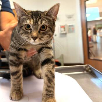Lyra -  Domestic Short Hair Cat for Adoption in Idaho Falls, Idaho - Lyra | PetCurious