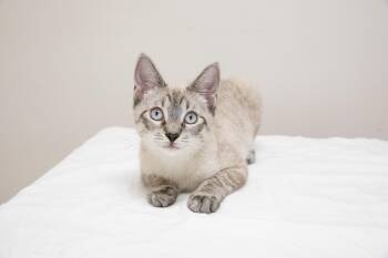 Orchid -  Siamese and Domestic Short Hair Cat for Adoption in Montclair, New Jersey - Orchid | PetCurious