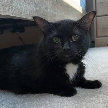 Layla -  Domestic Short Hair Cat for Adoption in Waxhaw, North Carolina - Layla | PetCurious