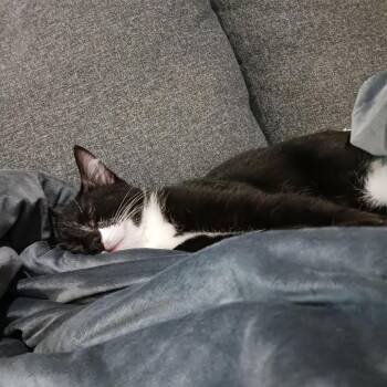 Pepe -  Domestic Short Hair Cat for Adoption in San Antonio, Texas - Pepe | PetCurious
