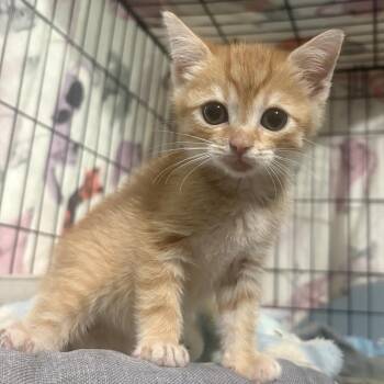 Thorn -  Domestic Short Hair Cat for Adoption in Hinesville, Georgia - Thorn | PetCurious
