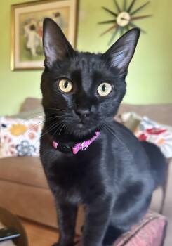 Rescue Domestic Short Hair Cats for Adoption in Nashville, Tennessee - Violet | PetCurious