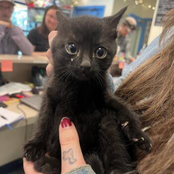 Sprinkles -  Domestic Short Hair Cat for Adoption in Port Townsend, Washington - Sprinkles | PetCurious