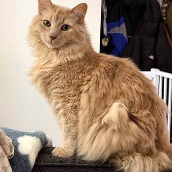 Rescue Domestic Long Hair Cats for Adoption in Grantsville, Utah - Johnny (aka Forrest) | PetCurious
