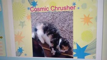 COSMIC CRUSHER -  Domestic Short Hair Cat Available for Adoption in Ocala, Florida - COSMIC CRUSHER | PetCurious