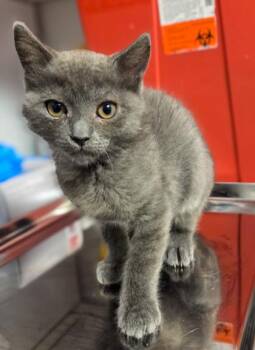 Chonk -  Domestic Short Hair Cat for Adoption in Fresno, California - Chonk | PetCurious