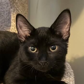 Anton -  Domestic Short Hair Cat for Adoption in Grand Rapids, Minnesota - Anton | PetCurious