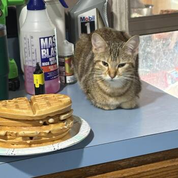 Rescue Tabby Cats for Adoption in Wilmington, Illinois - Maple Waffle | PetCurious