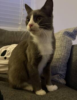 Rescue Tuxedo Cats for Adoption in Los Altos, California - Mrs. Bennet | PetCurious