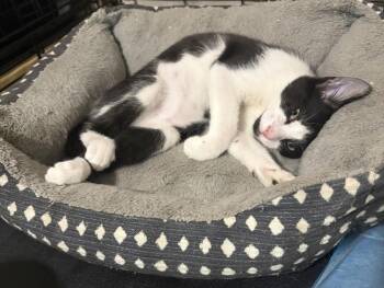 Solstice -  Domestic Short Hair Cat for Adoption in Alafaya, Florida - Solstice | PetCurious