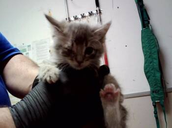 A1048463 -  Domestic Short Hair Cat for Adoption in Martinez, California - A1048463 | PetCurious