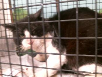 Domestic Short Hair Cats Available for Adoption - A2064207 | PetCurious