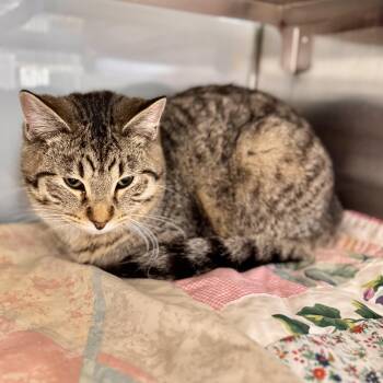 Domestic Short Hair Cats Available for Adoption - Crumble Cake | PetCurious