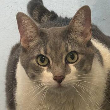 Graysie -  American Shorthair Cat for Adoption in Yuma, Arizona - Graysie | PetCurious