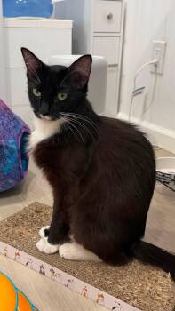 Judy -  Domestic Short Hair Cat for Adoption in Arlington, Washington - Judy | PetCurious