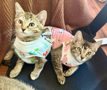 Mango (& Tango) -  Domestic Short Hair Cat for Adoption in Castro Valley, California - Mango (& Tango) | PetCurious