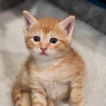 Domestic Short Hair Cats Available for Adoption in Bel Air, Maryland - Jelly | PetCurious