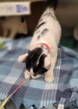 Leona -  Domestic Short Hair Cat for Adoption in Westland, Michigan - Leona | PetCurious