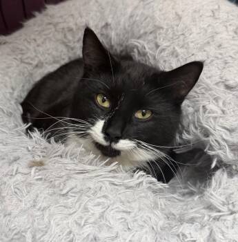 Domestic Short Hair Cats Available for Adoption in Elkins, West Virginia - Kayce | PetCurious