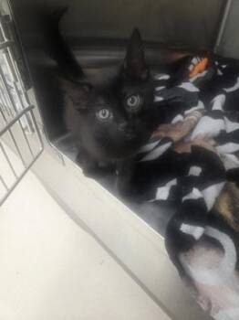 Domestic Medium Hair and Domestic Short Hair Cats Available for Adoption in Westland, Michigan - Madam Mischief | PetCurious