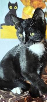 Rescue Tuxedo and Domestic Short Hair Cats for Adoption in North Highlands, California - Gnocchi | PetCurious