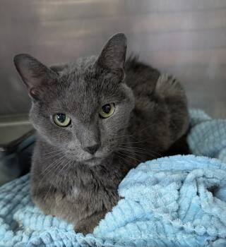 Domestic Short Hair Cats Available for Adoption in Marietta, Ohio - Grady (Neutered & Declawed) (Photos 4/29/2026) | PetCurious