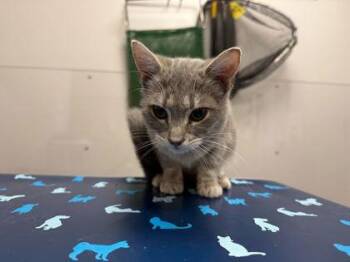 Domestic Short Hair Cats Available for Adoption in Sevierville, Tennessee - Mazie | PetCurious