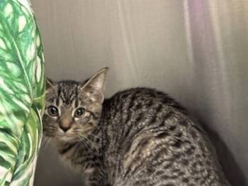 Rescue Domestic Short Hair Cats for Adoption in Batavia, Ohio - Monica | PetCurious