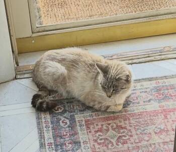 Snowshoe Cats Available for Adoption - Latte | PetCurious