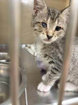 UNO -  Domestic Short Hair Cat for Adoption in Fort Myers, Florida - UNO | PetCurious