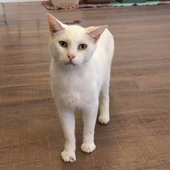 Dud -  Domestic Short Hair Cat for Adoption in Alma, Michigan - Dud | PetCurious