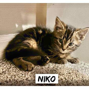 Greek boys : Niko -  Domestic Short Hair Cat for Adoption in Aurora, Indiana - Greek Boys : Niko | PetCurious